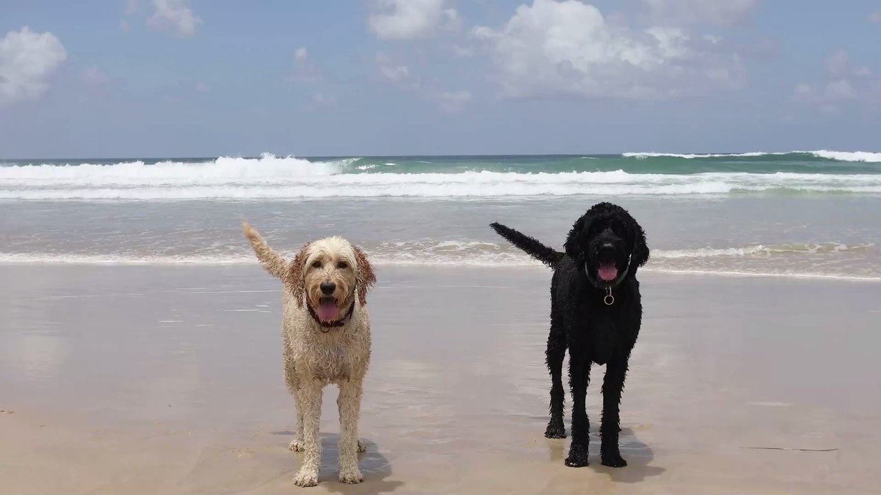 Dieser Züchter bezeichnet seine Erfindung als 'Frankensteins Monster'