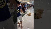 Happy Golden is Dragged Along Shopping Mall