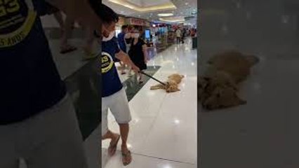 Happy Golden is Dragged Along Shopping Mall