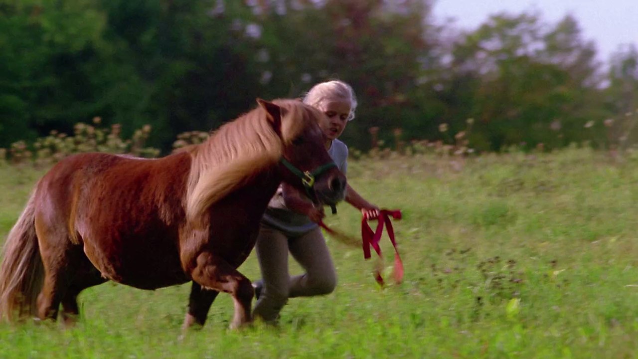 "Unser Haus ist definitiv nicht für Pferde geeignet": Miniatur-Pony wohnt mit Familie im Haus