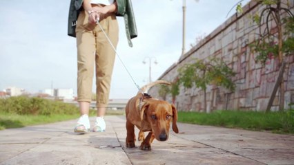 Télécharger la video: Dein Hund hört nicht? So lockst du ihn ganz einfach zurück