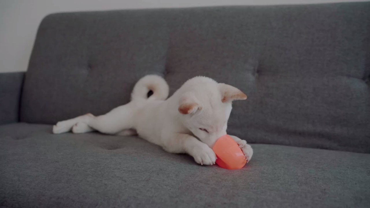 Zerren, Kuscheln, Kauen: Dieses Spielzeug braucht dein Hund