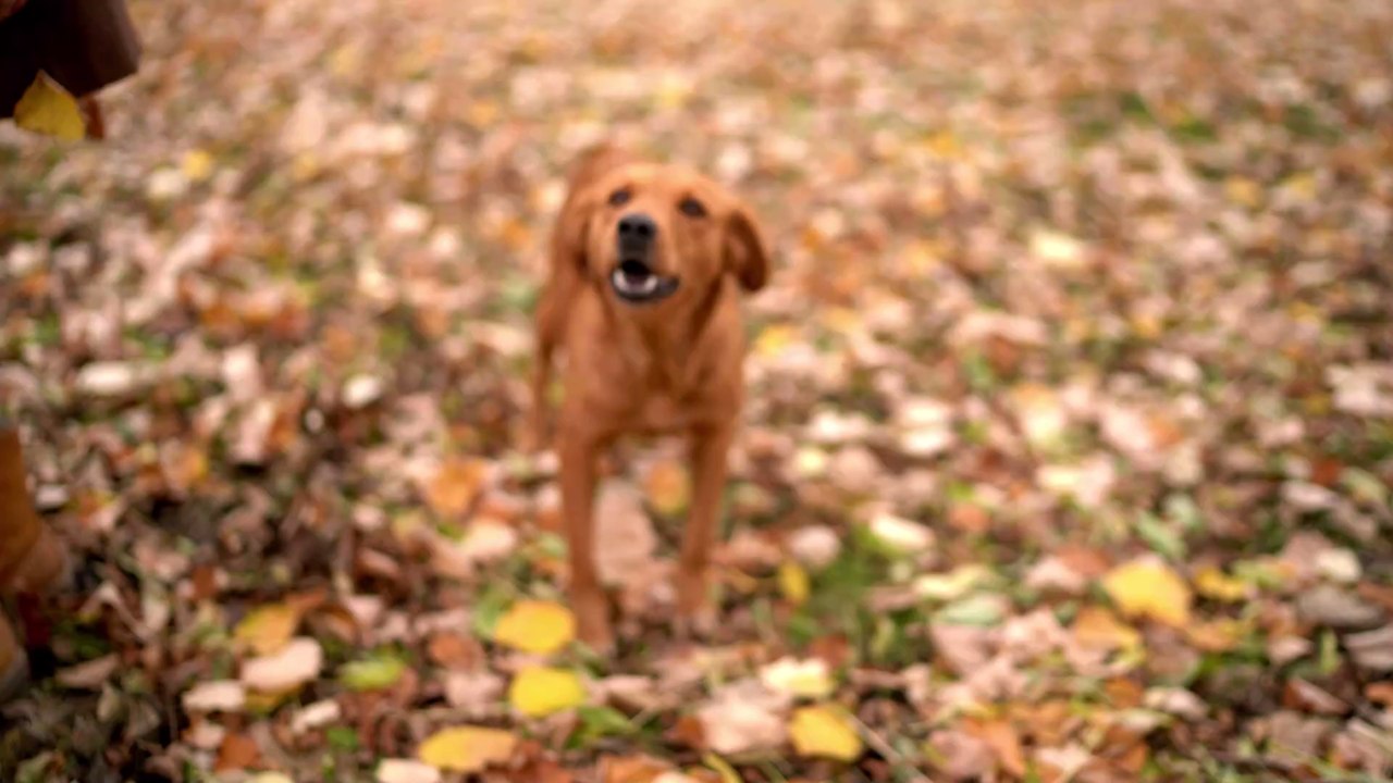 Gehörloser Hund hat noch nie ein Bellen gehört - und erfindet ganz eigene Art zu kommunizieren