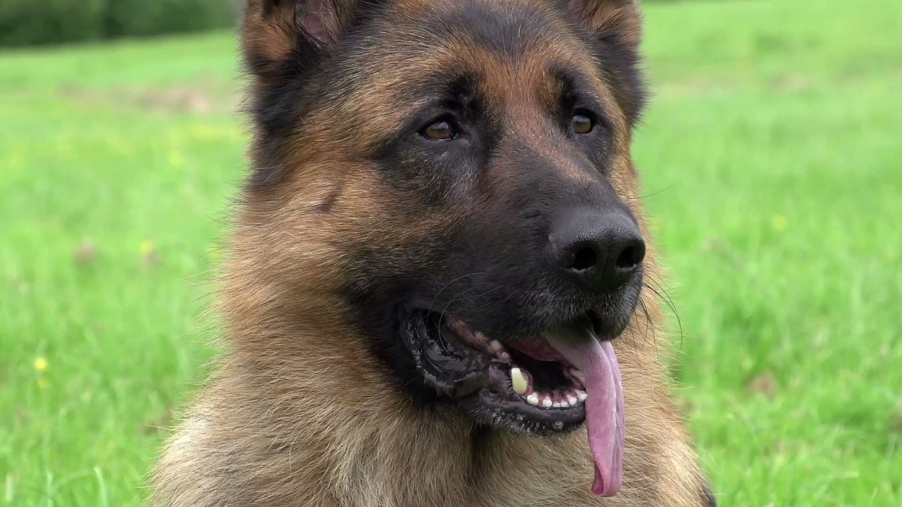 Polizeihund wird zweimal angeschossen und überlebt