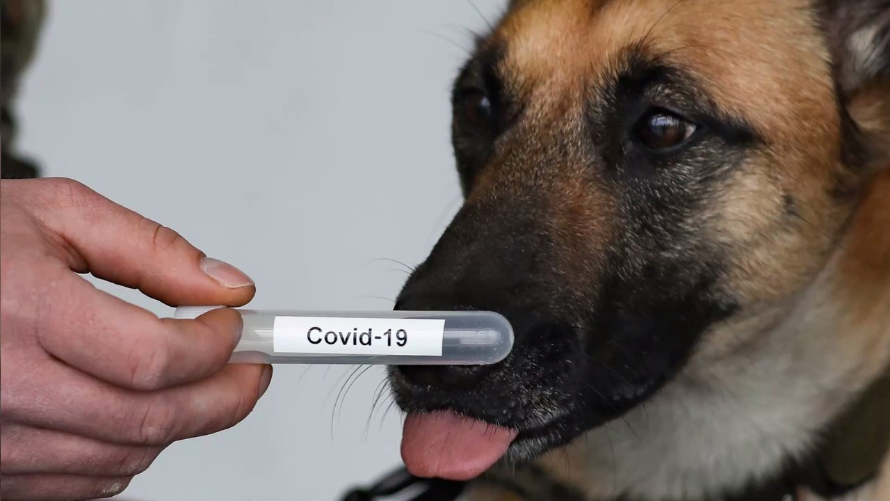 Erfolgsquote schon bei 94 Prozent: Bekommen wir auch bald Corona-Spürhunde?