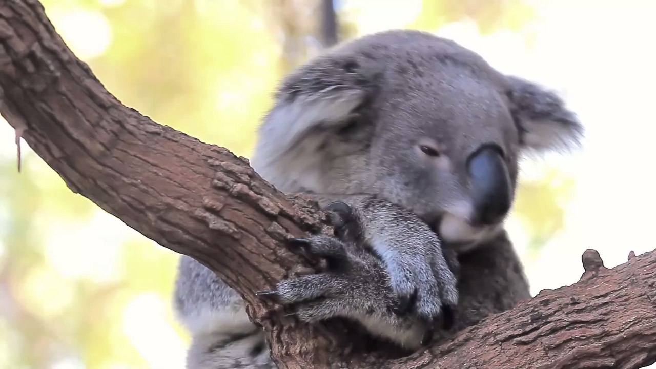 Koala löst Autocrash aus – und steigt selbst hinters Steuer