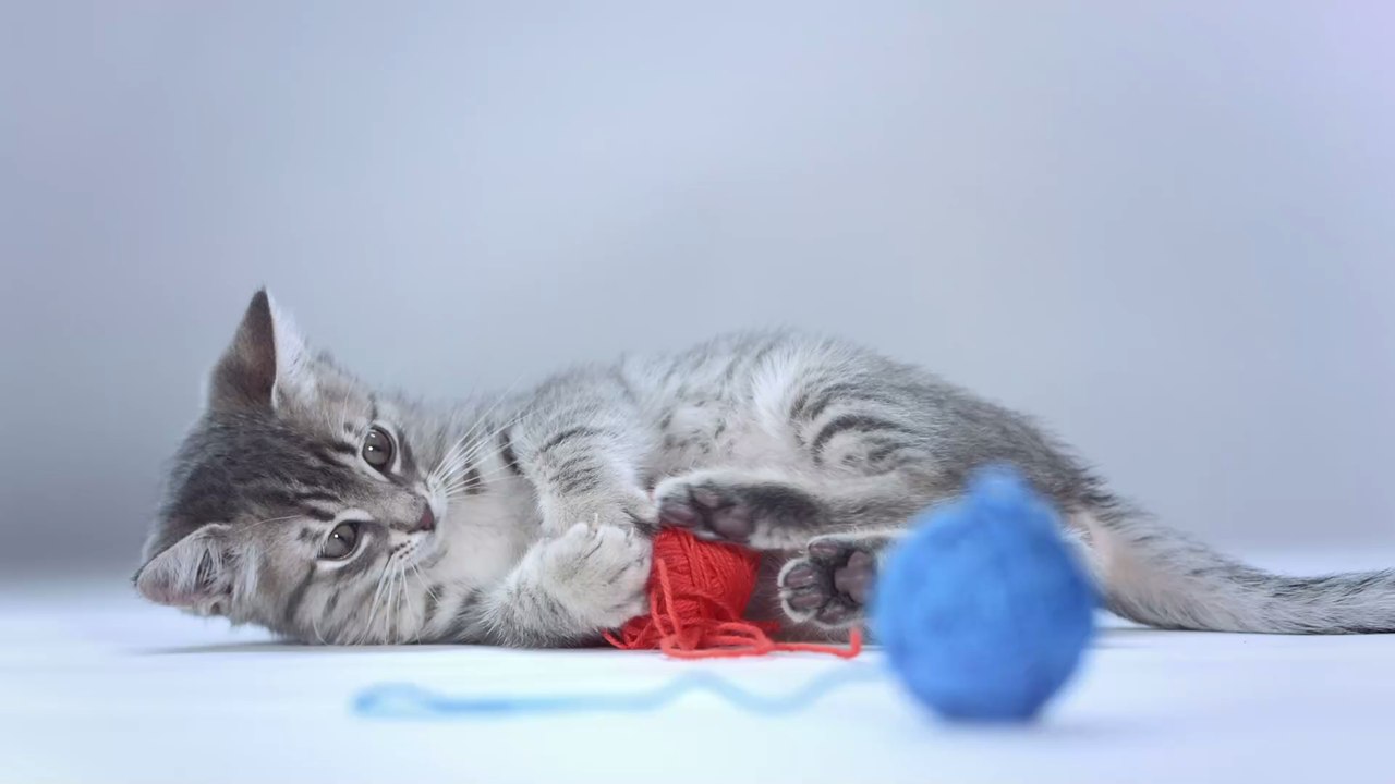 Pfoten weg: Dieses Spielzeug ist gefährlich für deine Katze