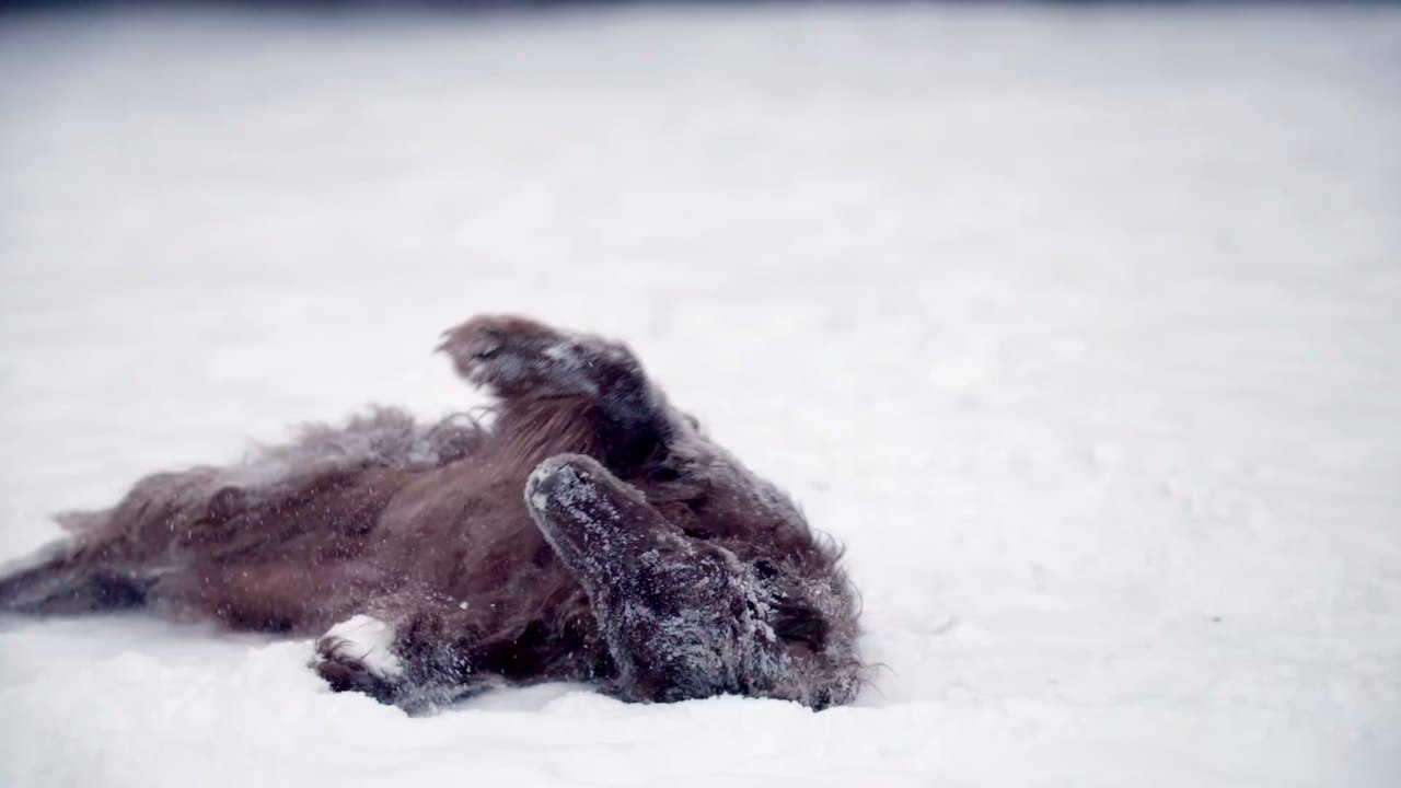 Gassi gehen im Winter: Diese Gefahrenquelle lauert im Schnee