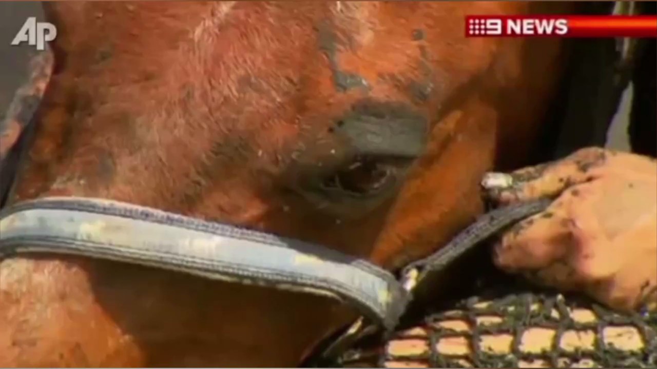 Rennen gegen die Flut: Frau klammert sich 3 Stunden lang an ihr Pferd, um es vor dem Ertrinken zu retten