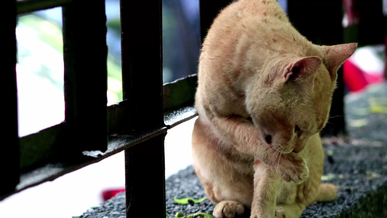 'Cat-astrophe' in London: Katze zwingt Zugreisende zum Aussteigen