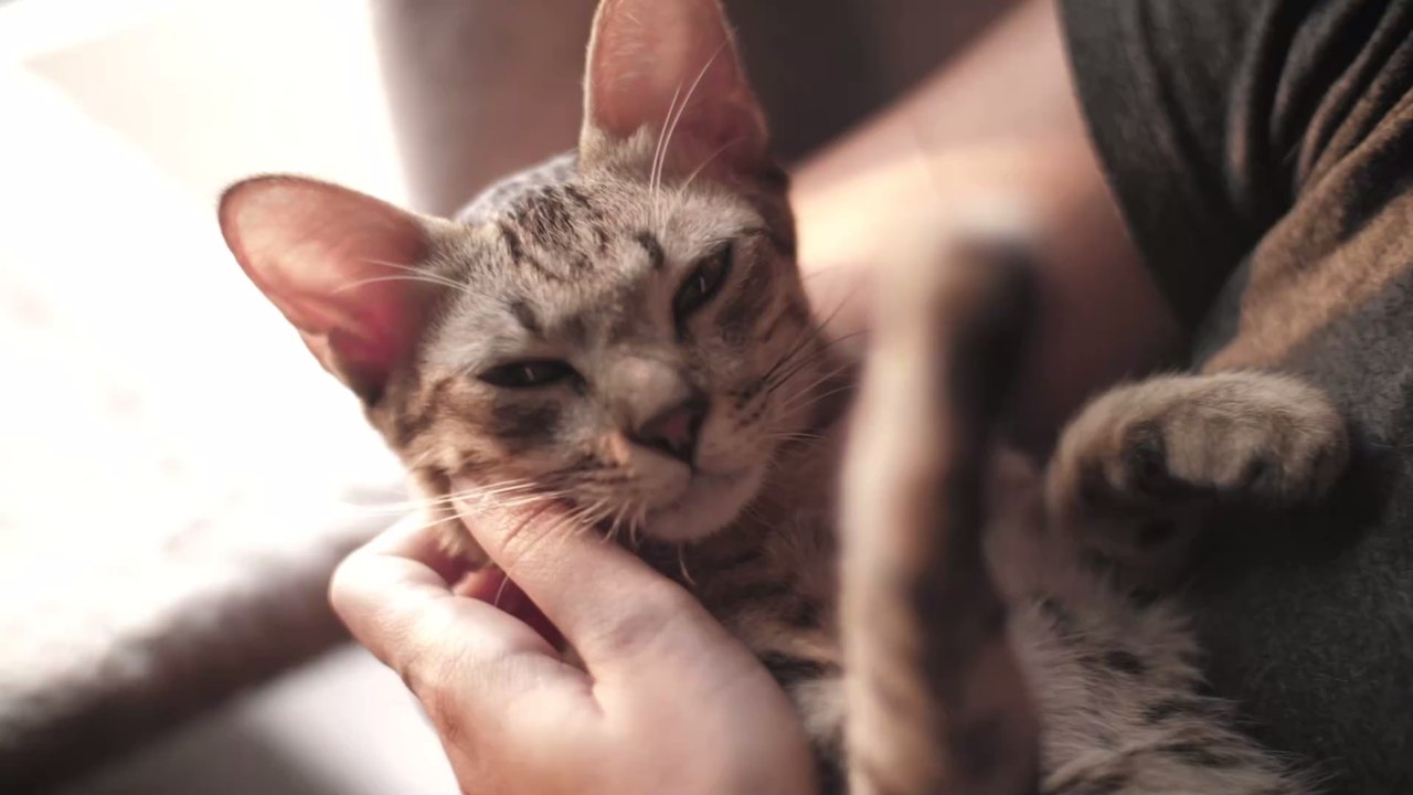 Das sind die Top-3-Probleme mit Hunden und Katzen – und ihre Lösungen