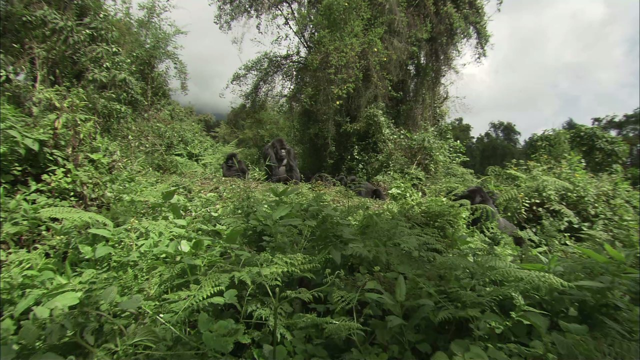 Selfie-Aufnahmen beweisen: Touristen kommen Berggorillas viel zu nahe und könnten sie so mit Corona infizieren
