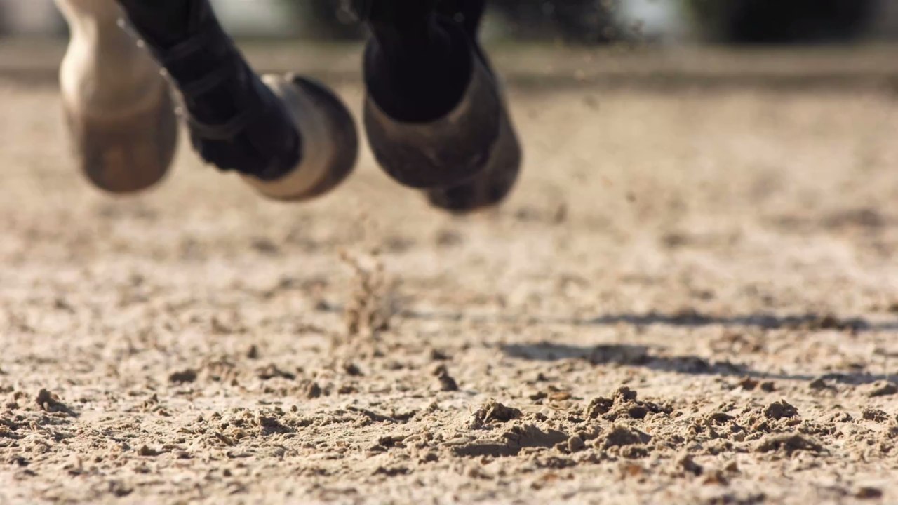 "Für das Reiten schlimmer als Corona": Angst vor Pferde-Pandemie!