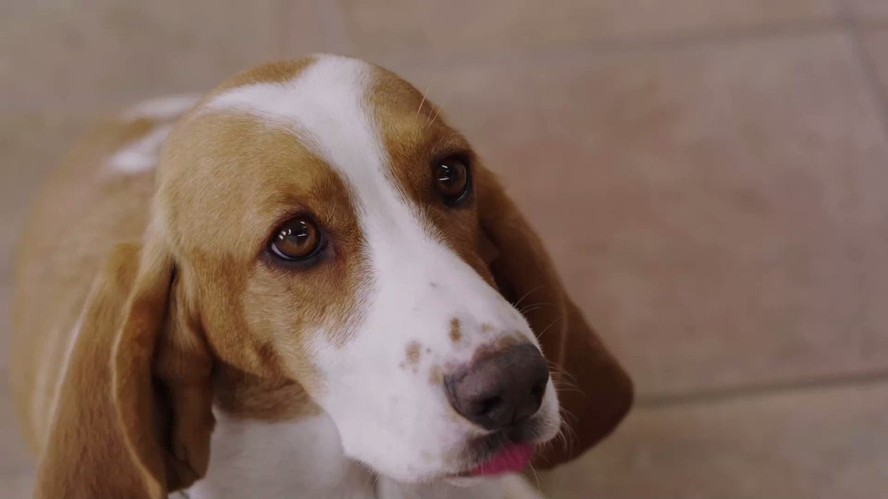 Welpe ganz aufgeregt: Familie ihm Rampe zum Klettern, doch er hat seine ganz eigene Idee