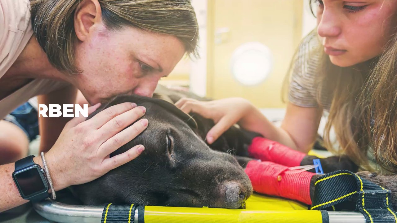 Einschläfern: Tierarzt erklärt, was ein Haustier kurz vor dem Tod empfindet