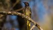 Warzenhonigfresser: Der vom Aussterben bedrohte Vogel hat sein Lied vergessen