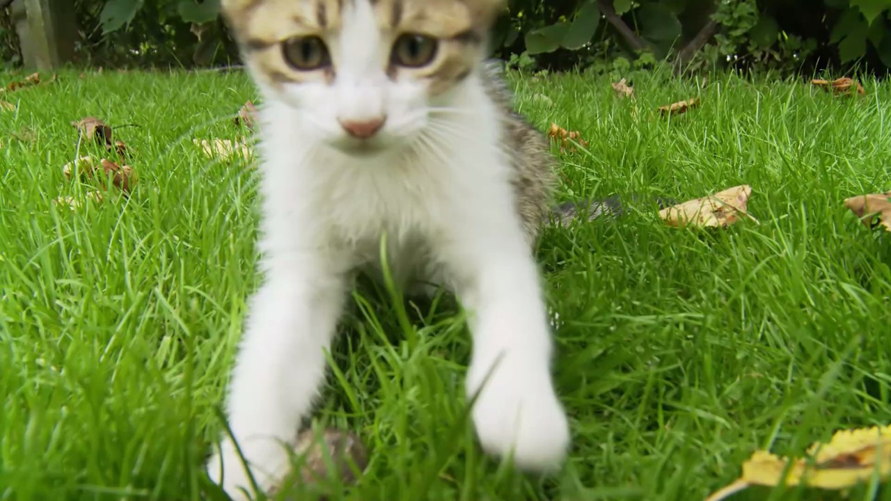 4 tierfreundliche Tipps: So vertreibst du Katzen effektiv aus deinem Garten