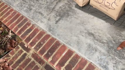 Just Eat-Fahrer stiehlt Katze des Kunden, um "Mäusebefall im Restaurant zu bekämpfen"