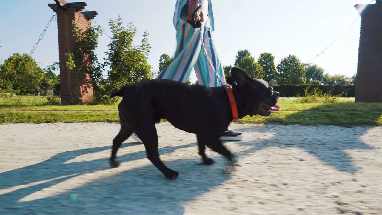 Hündin setzt eigenes Leben aufs Spiel, um Besitzerin das Leben zu retten