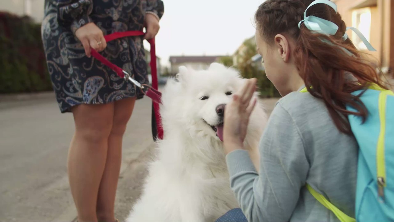Achtung fremder Hund: Diese 3 Fehler solltest du nicht machen