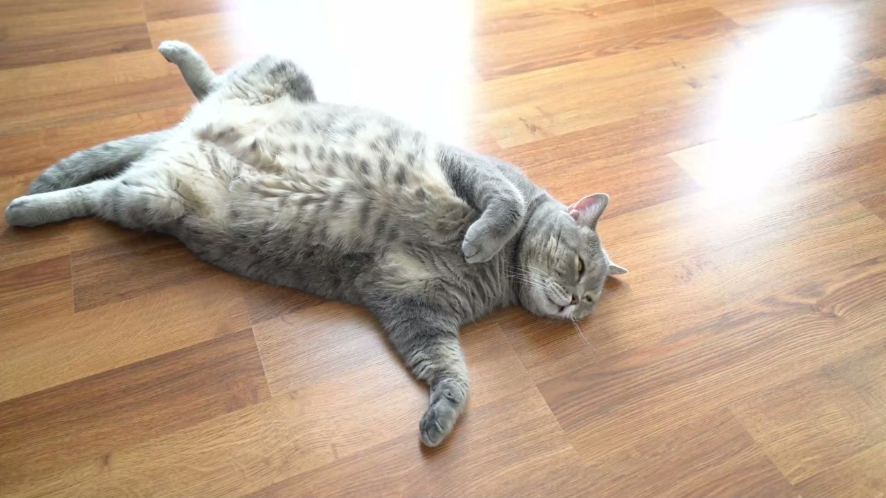 Dreibeinige streunerkatze verzaubert alle mit ihrem traurigen blick