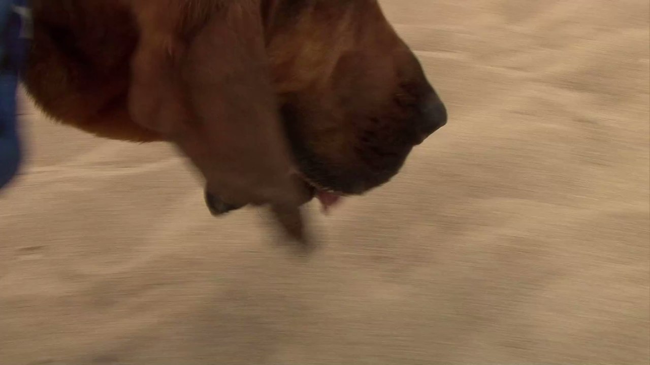 Covid-19: Britische Mutation bei Katzen und Hunden nachgewiesen