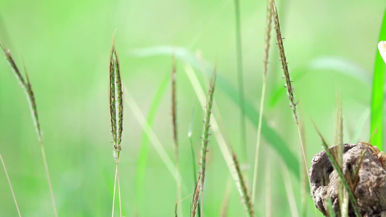 Chamäleon-Effekt: Was mit deiner Umgebung passiert, wenn du auf dein Handy schaust