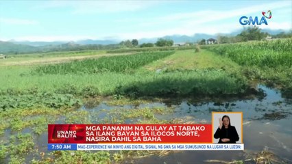 Mga pananim na gulay at tabako sa ilang bayan sa Ilocos Norte, nasira dahil sa baha | UB