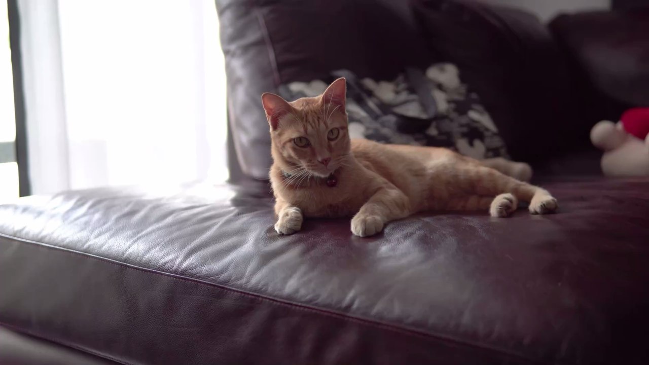 Von Hund bis Hamster: Mit diesen genialen Tricks setzt du dein Haustier & Co. von der Steuer ab