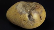 Schwarze Flecken in der Kartoffel: Ist Drahtwurm-Gemüse noch essbar?
