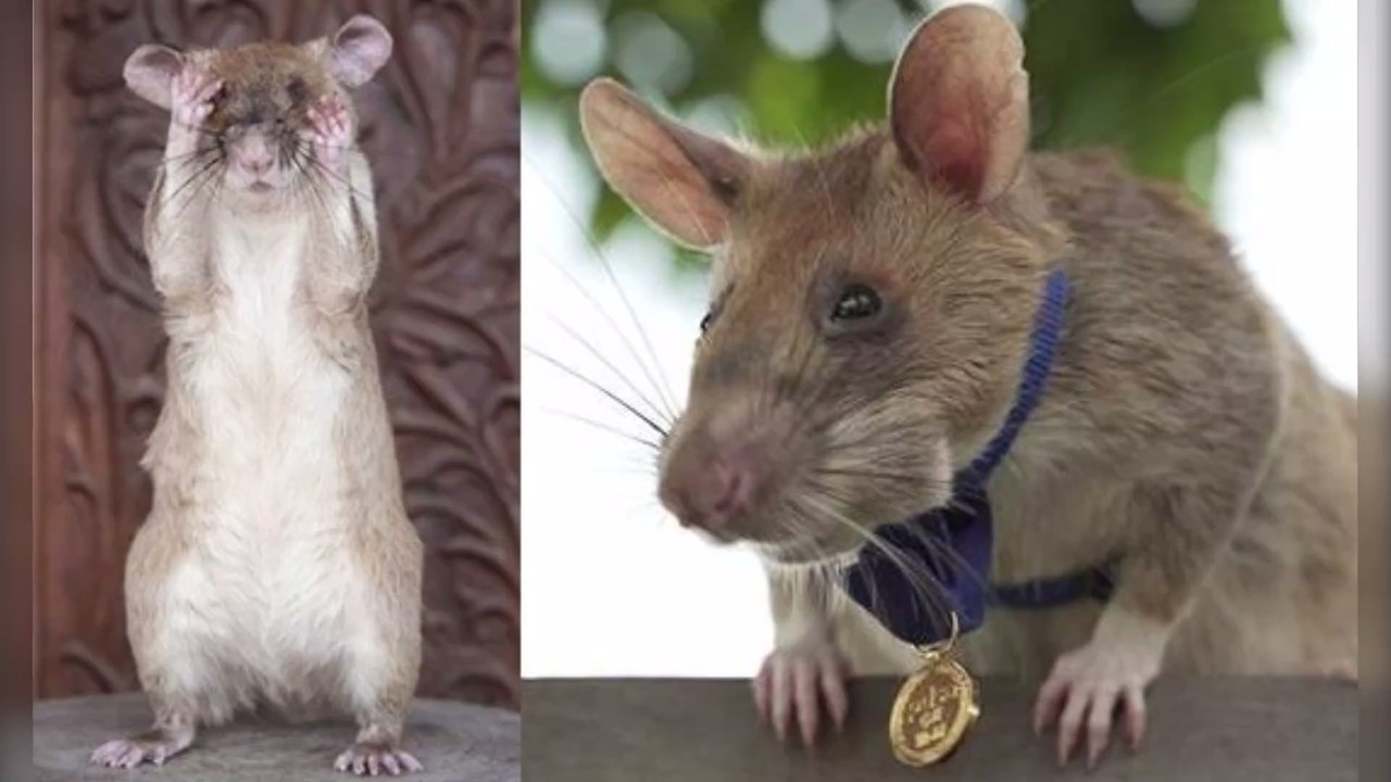 Ratte Magawa als Lebensretter: Nach 5 Jahren Minensuche geht sie jetzt in Rente