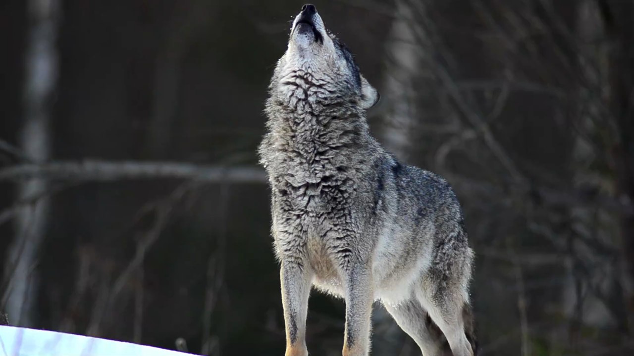 Julia Klöckner (CDU) fordert den gezielten Abschuss von Wölfen