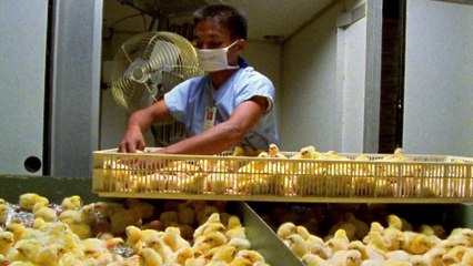 Kükentöten wird verboten und dennoch regnet es Kritik