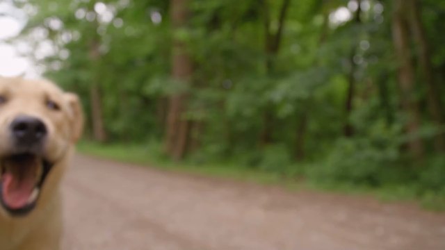 Hund geht im Urlaub verloren, dann bekommen Besitzer plötzlich ein ungewöhnliches Foto