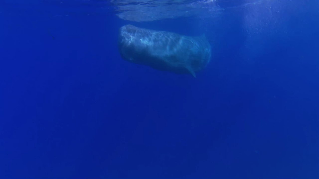 Dieser Wal hat einen Schatz im Wert von 1,5 Millionen Dollar im Bauch