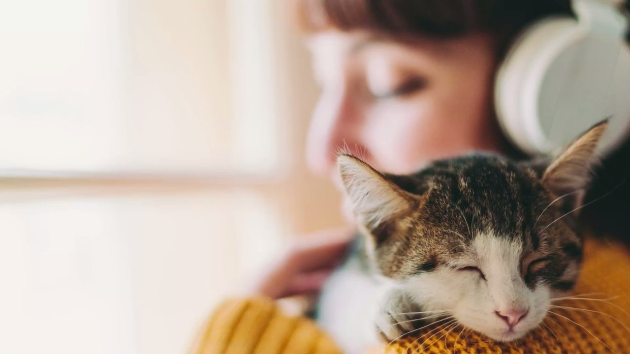 Verwahrloste, kranke Katze mit ganz besonderem Gesichtsausdruck wird von Haustier gesund gepflegt