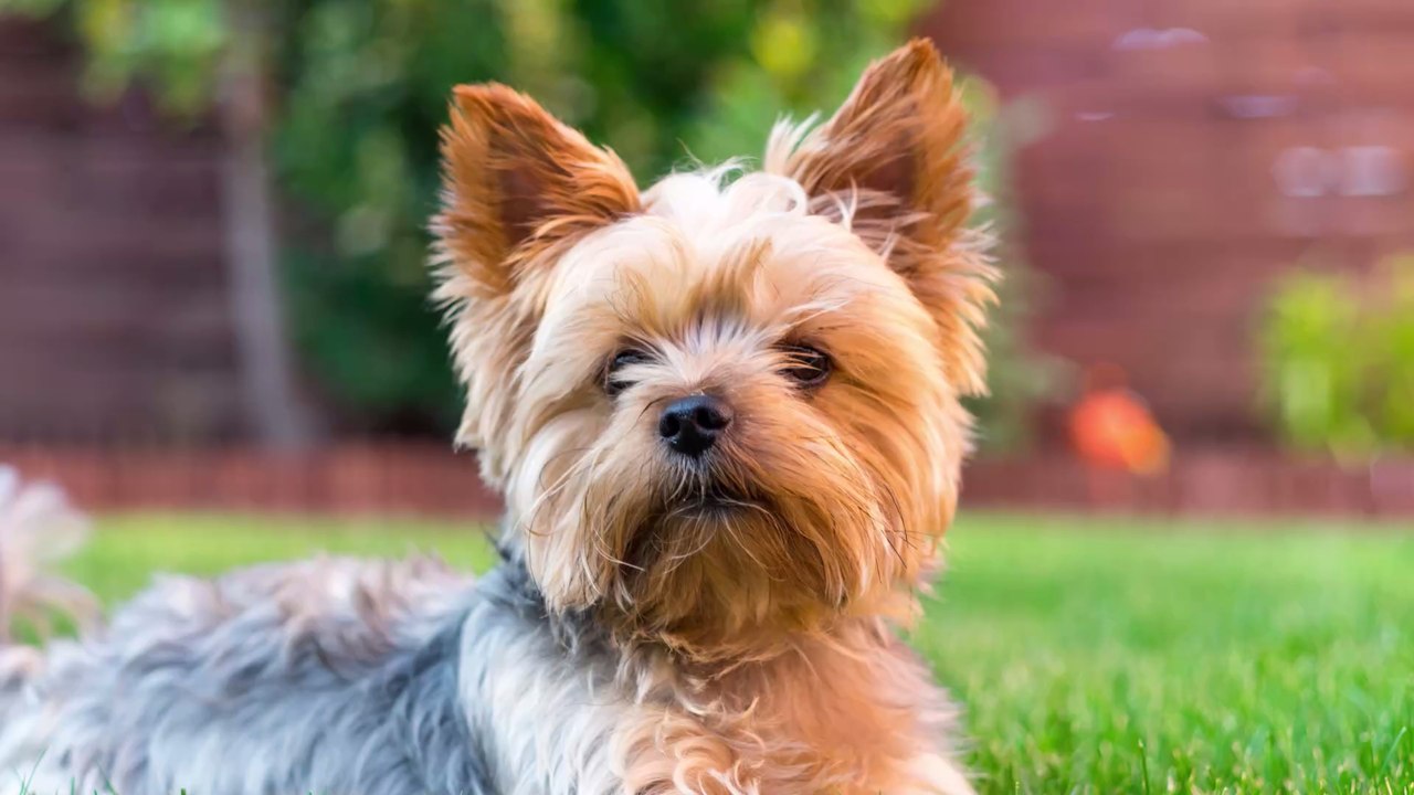 Von wegen gestohlen: Dieser Hund wird nach 7 Jahren 1.000 Meilen entfernt wiedergefunden