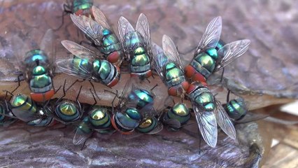 Diese 7 Pflanzen schützen vor Mücken