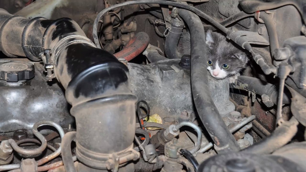 Mann bietet sich ein entsetzlicher Anblick: Kätzchen steckt 400 km lang in Motorhaube fest