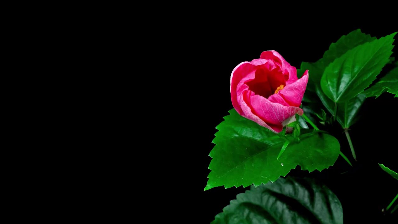 Hibiskus-Tee für den Sommer: Darum solltest du ihn öfter trinken