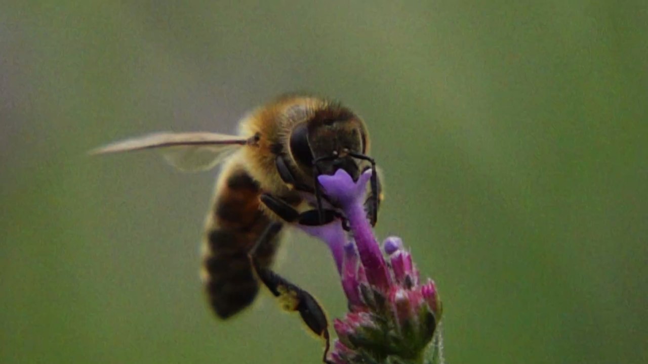 Ungewöhnliche tierische Freundschaft: 13-jähriges Mädchen hat Hummel als Haustier