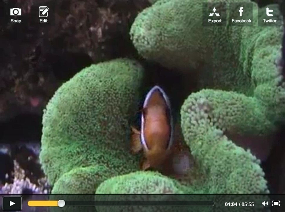 Une myriade de poissons tropicaux à découvrir en vidéo