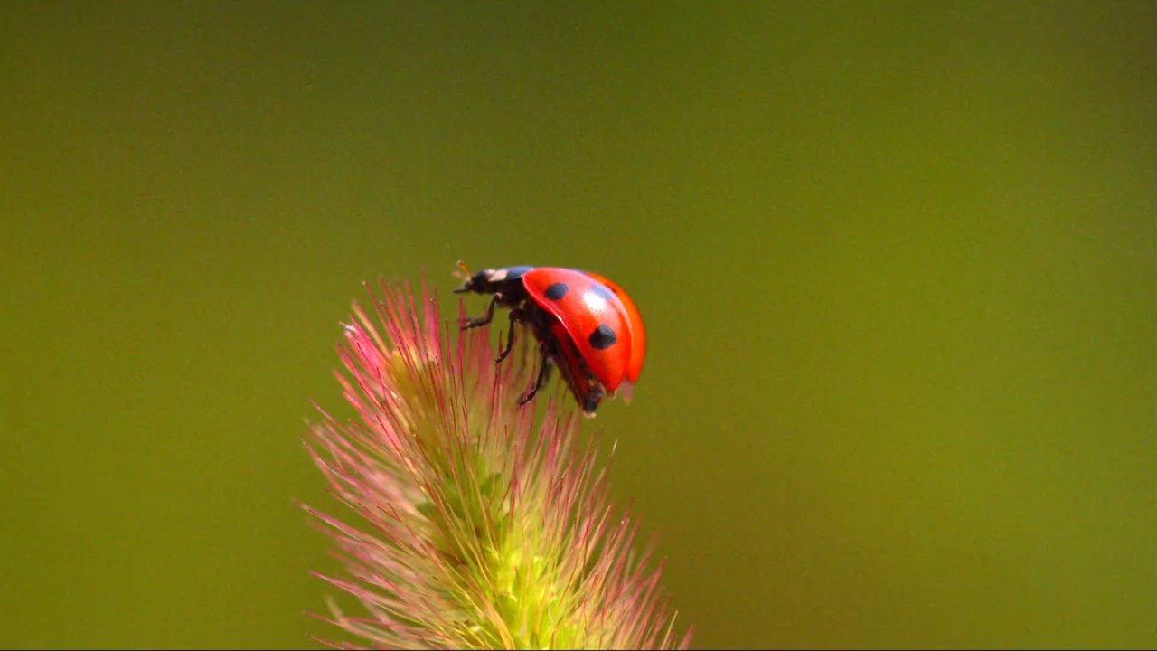 Doch kein Marienkäfer: Frau findet gefährliches Insekt in ihrem Zuhause!