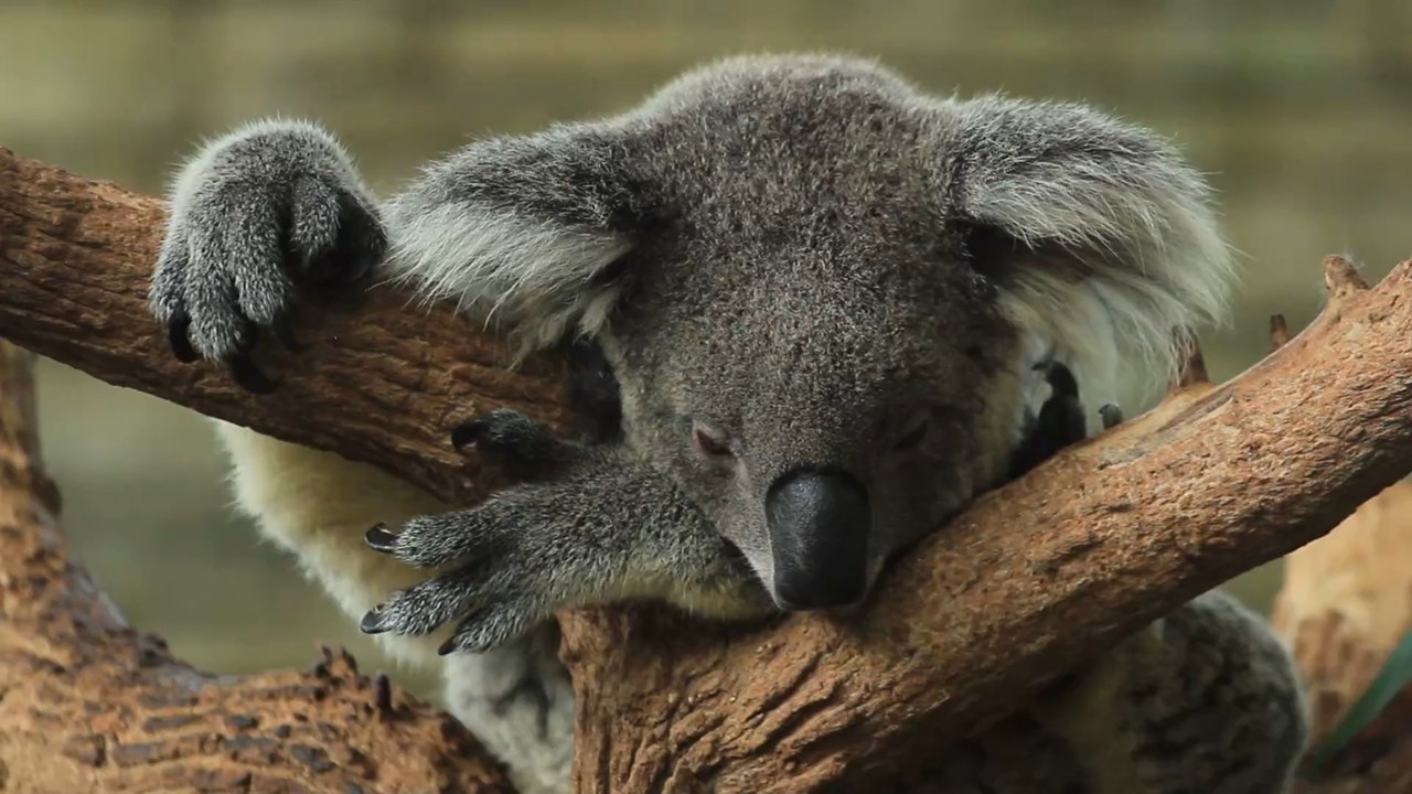 Kampf ums Überleben: Wissenschaftler:innen hoffen auf neuen Impfstoff, um Koalas zu retten