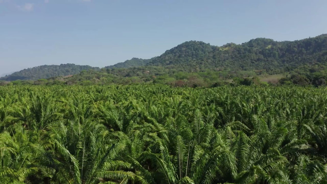 Warnung aus der Medizin: Palmöl soll Krebs fördern