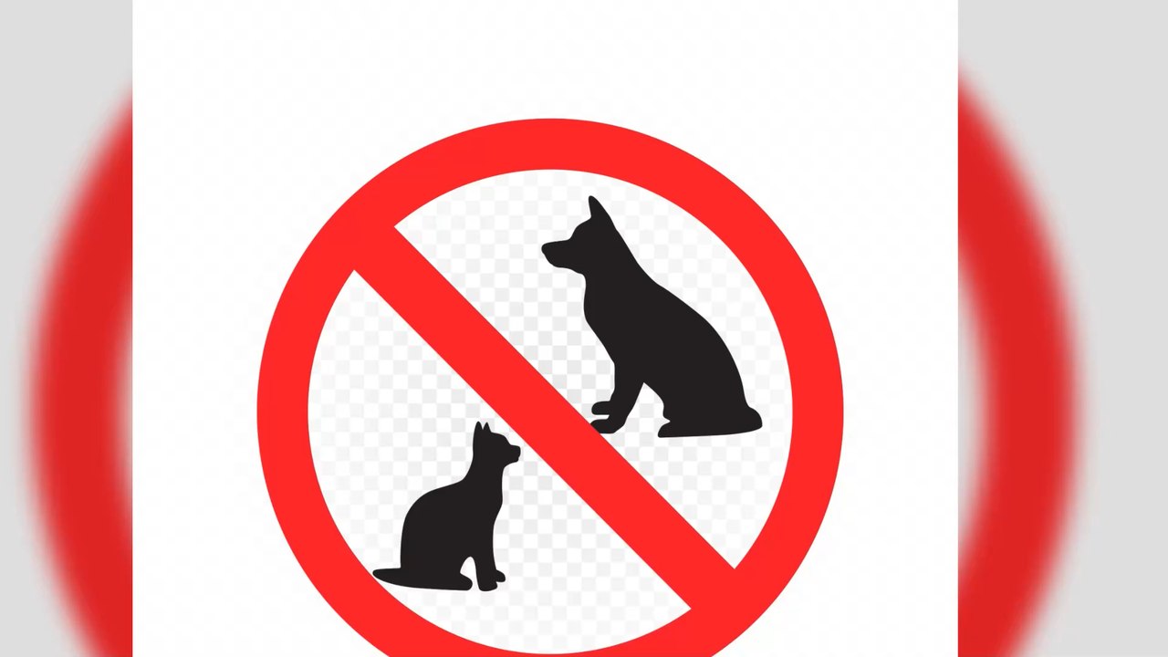 'Unrein': Konservativer Klerus will Haustiere im Iran per Gesetz verbieten