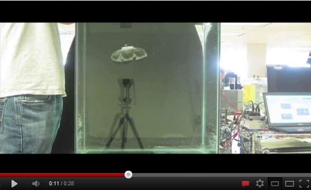 Des chercheurs créent un robot méduse infatigable