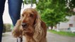 Polizei warnt, "Hündin nicht mehr dieselbe": Nach 8 Jahren ist Familie mit gestohlenem Hund wieder vereint