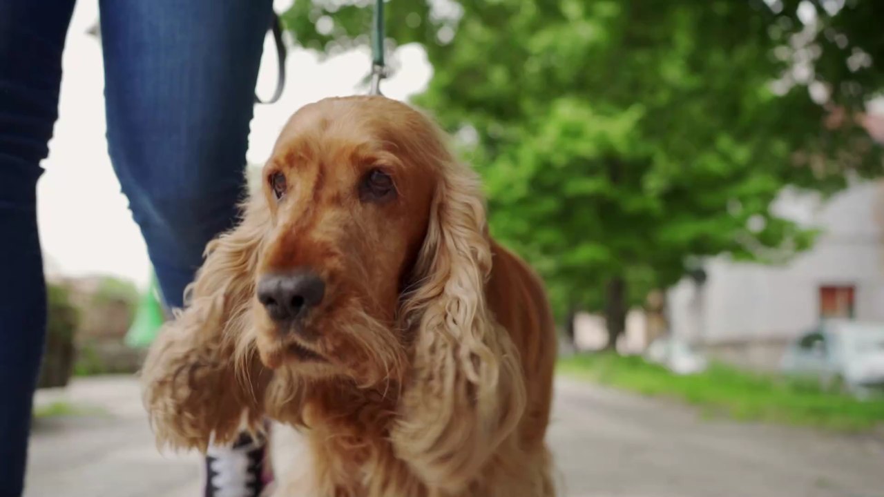 Polizei warnt, 'Hündin nicht mehr dieselbe': Nach 8 Jahren ist Familie mit gestohlenem Hund wieder vereint