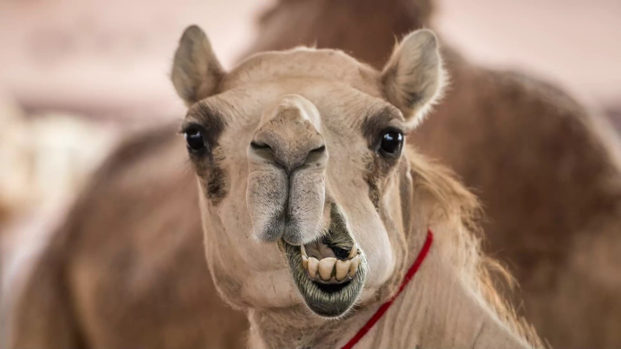 Diesen Kamelen wird Botox gespritzt, das ist der Grund